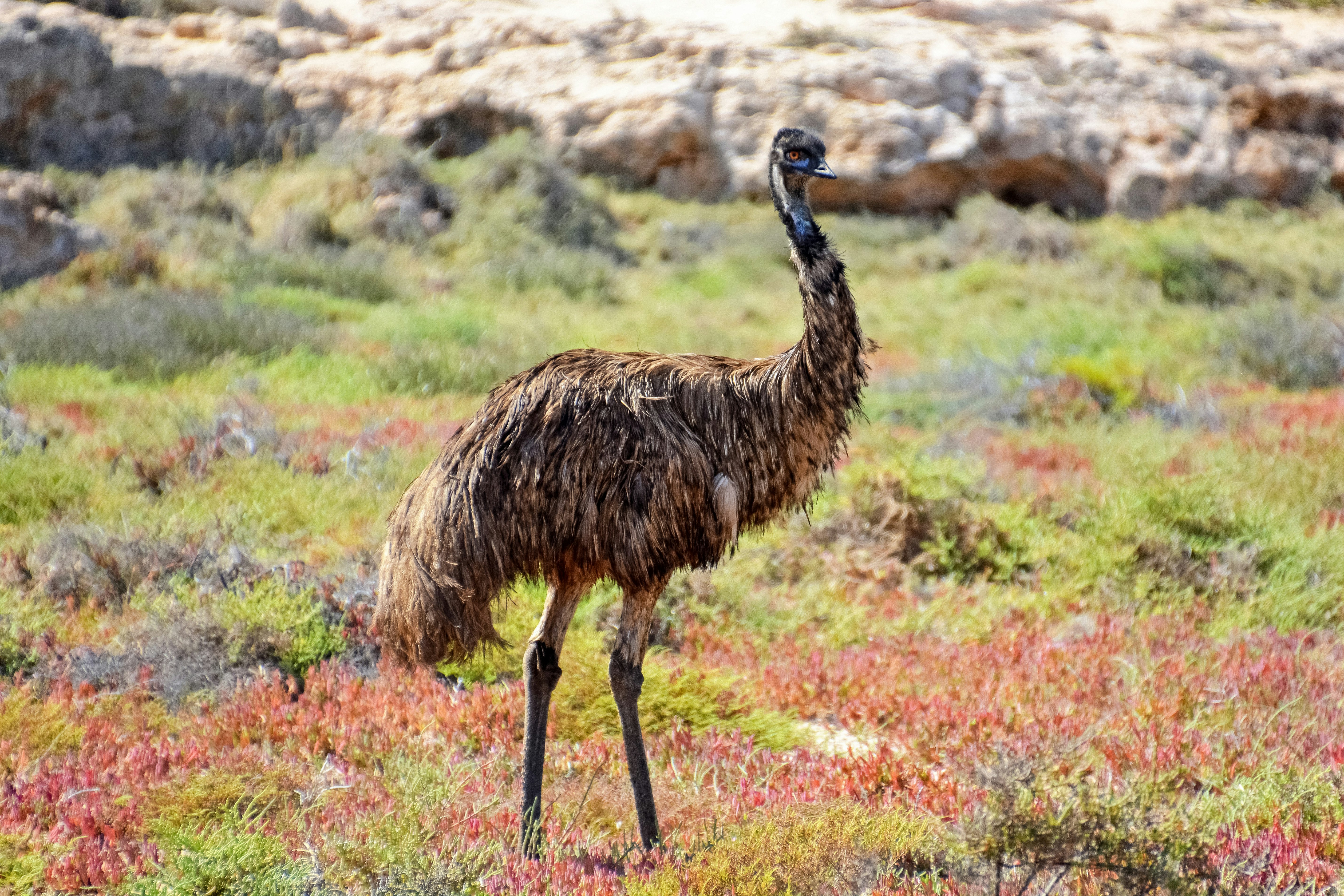 black ostrich on green grass field during daytime